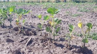 Recortan la estimación de producción de soja a 38 millones de toneladas