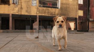 Desde mañana habrá cinco puestos gratuitos de castración de mascotas
