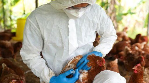 Argentina suspende exportaciones de productos aviares por la detección de un caso de gripe aviar