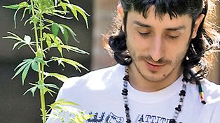 La Corte Suprema desincrimina el consumo personal de marihuana