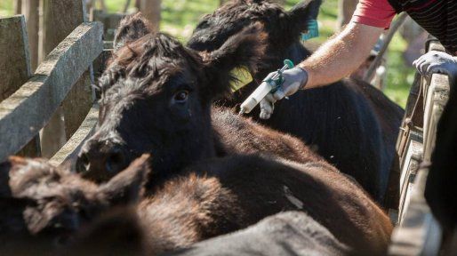 El campo rechaza la flexibilización de la vacunación contra la aftosa y alerta por riesgos sanitarios