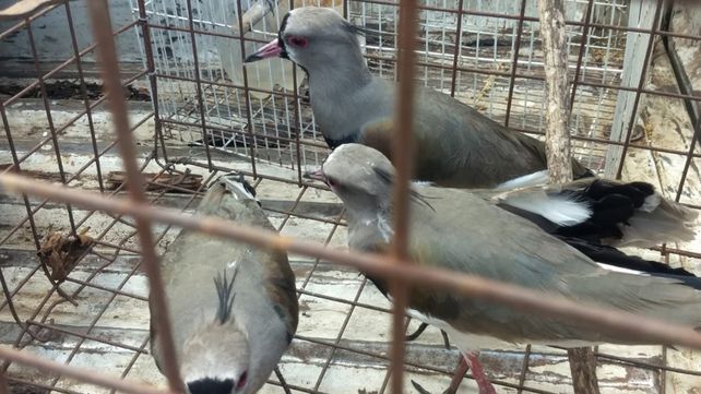 Enseñaron a los chicos sobre la conservación de la fauna silvestre