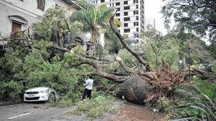 El fuerte temporal en la ciudad tumbó árboles y arrancó techos
