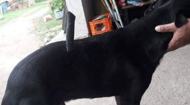 Un perrito salió a pasear y volvió con un cuchillo clavado