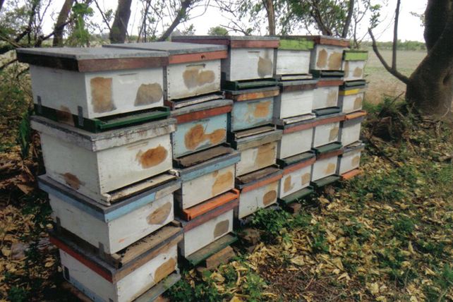 Funcionario paivense en la mira por robo de colmenas