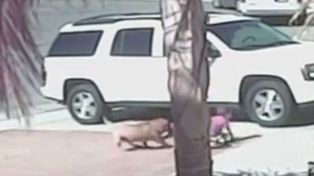 Sacrificaron al perro ahuyentado por una gata heroína