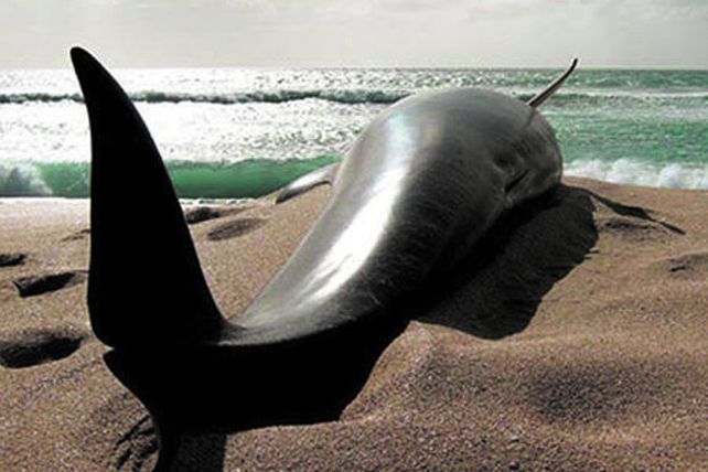 Mueren 39 ballenas al quedar varadas en playa de Nueva Zelanda