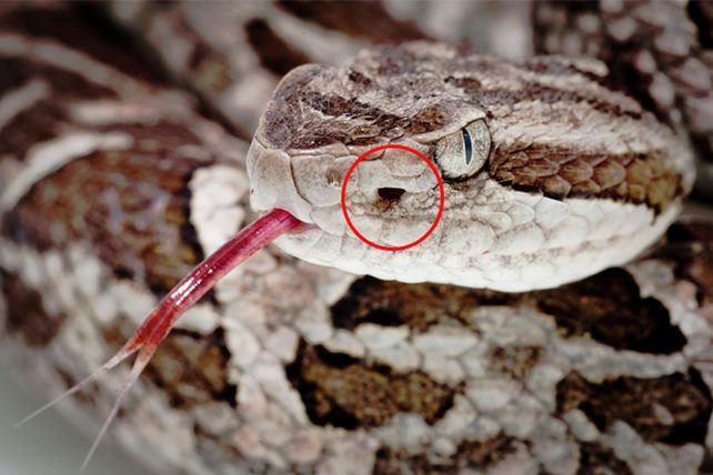 “Hay una característica única que diferencia las yarará de las serpientes no venenosas”