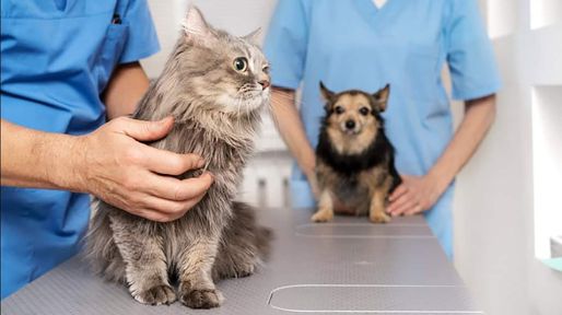 Mendoza reglamentó el uso de cannabis medicinal para animales