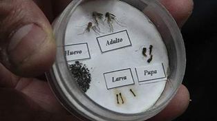 Claus, sobre el zika: “Se debe controlar al mosquito”