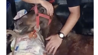 Rescataron a una yegua en estado crítico en zona norte: estaba deshidratada y con signos de hipotermia