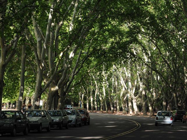 La Municipalidad de Paraná entregará árboles para veredas como parte del plan de Forestación Urbana 2024