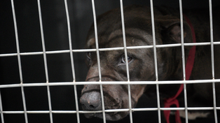 Investigan si el pitbull que atacó en barrio Azcuénaga se tiró o lo arrojaron de una camioneta