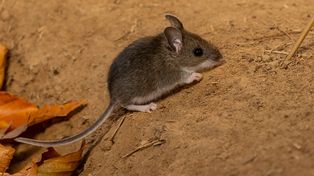 Hantavirus: qué es