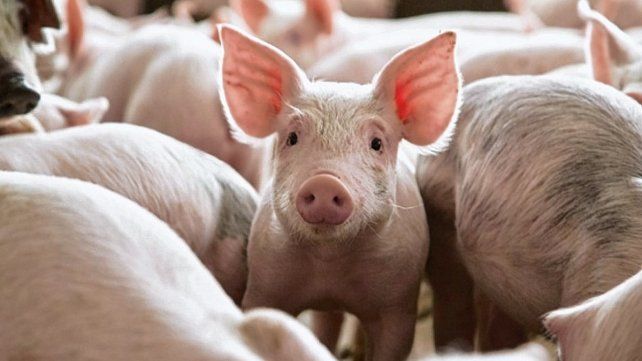 El dólar maíz disparó los costos de producción porcina y afirman que algunos productores no lo podrán soportar El dólar maíz disparó los costos de producción porcina y afirman que algunos productores no lo podrán soportar