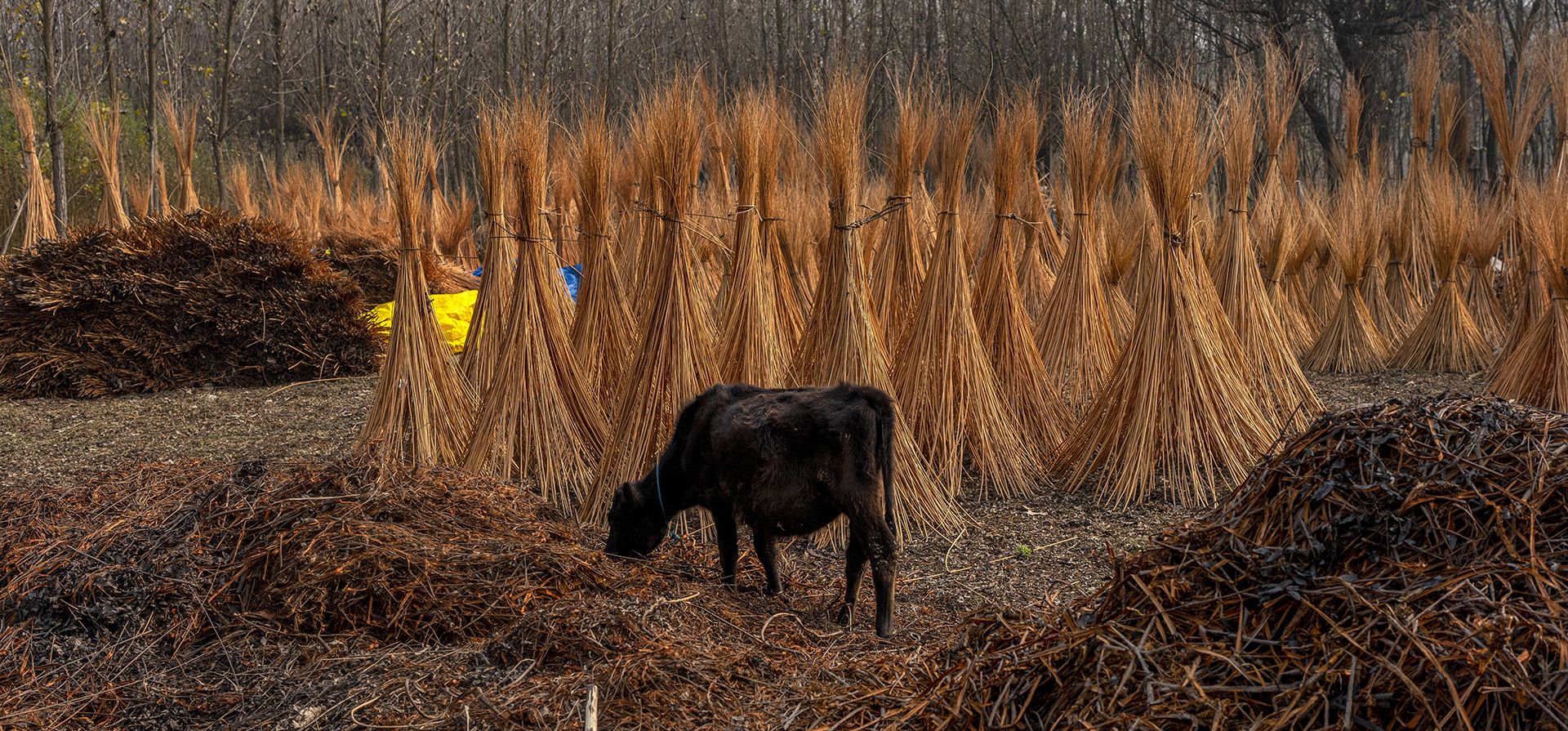 Un ternero se alimenta de una pila de cubiertas de palos de mimbre en las afueras de Srinagar, Cachemira controlada por la India, el jueves 16 de noviembre de 2023. (Foto AP/Dar Yasin) Un ternero se alimenta de una pila de cubiertas de palos de mimbre en las afueras de Srinagar, Cachemira controlada por la India, el jueves 16 de noviembre de 2023. (Foto AP/Dar Yasin)