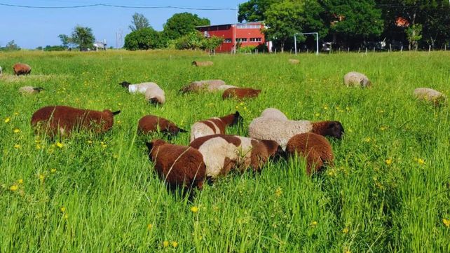Mejor pasto. El Inta trabaja en proyectos de largo plazo para resolver la producción de semillas viables.