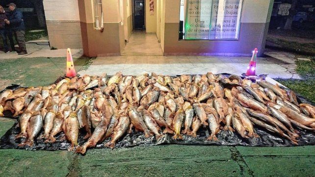 Decomisaron 1.000 kilos de dorados sin habilitación en Paso Cerrito.