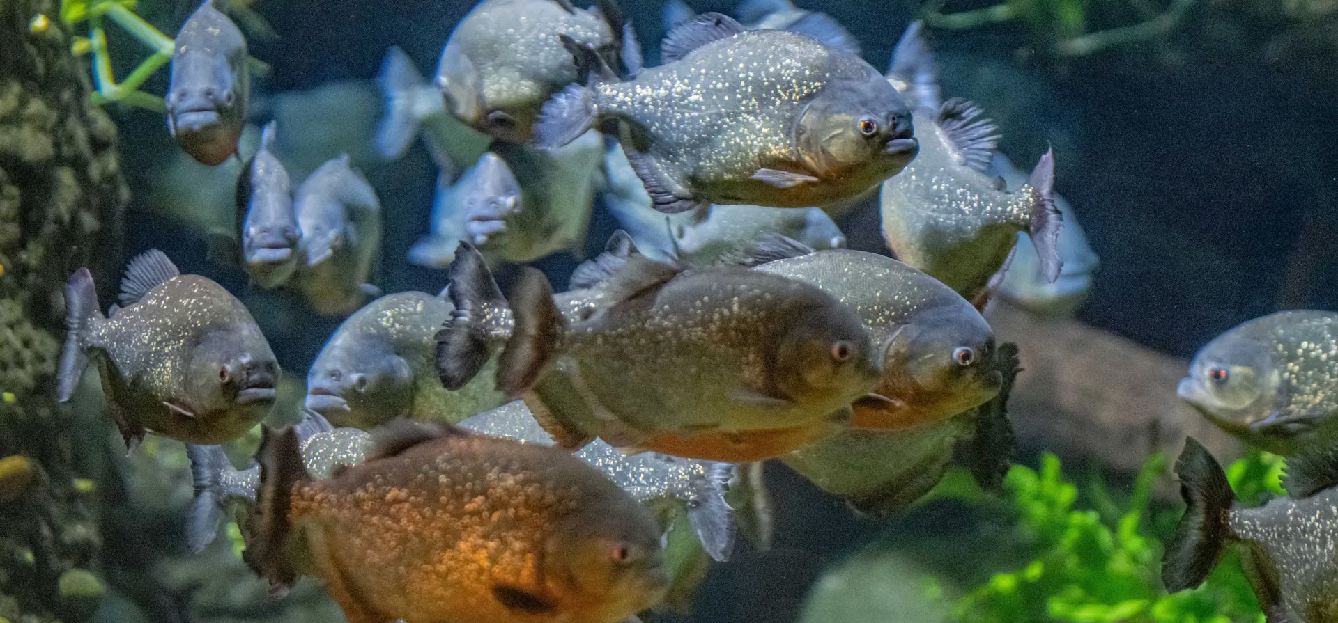 Chester, Reino Unido. Las pirañas han regresado al zoológico de Chester por primera vez en más de 30 años. El zoológico espera que la llegada de las 40 pirañas de vientre rojo Chester, Reino Unido. Las pirañas han regresado al zoológico de Chester por primera vez en más de 30 años. El zoológico espera que la llegada de las 40 pirañas de vientre rojo