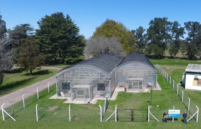 En Pergamino una Pyme se lanza al cultivo de cannabis medicinal