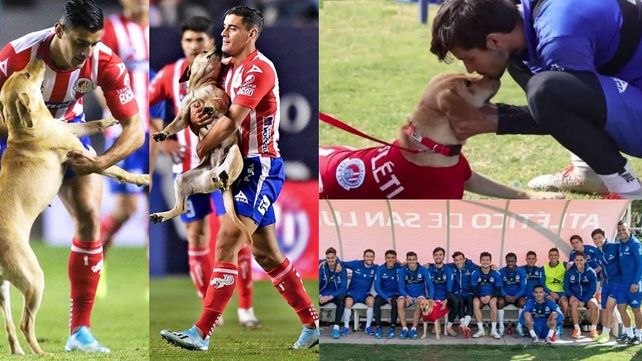 Una perrita ingresó durante un partido en México y por el cariño fue adoptada