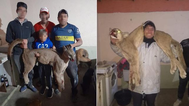 La carne del puma fue hallada en trozos dentro de la heladera de la vivienda