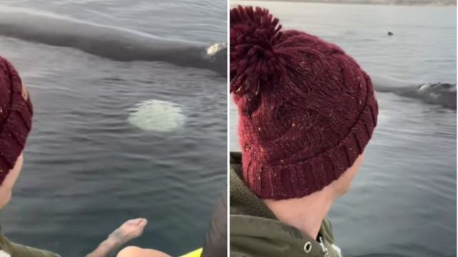 Una pareja publicó un video en TikTok remando sobre las ballenas y les iniciaron un sumario. (Foto: captura de pantalla)