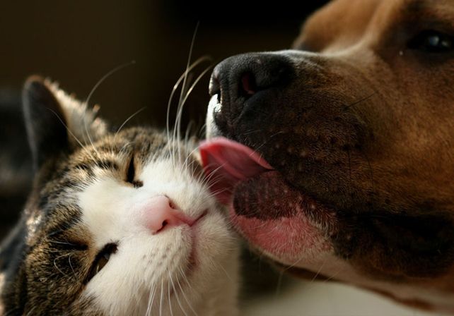 Por qué los gatos son más independientes que los perros