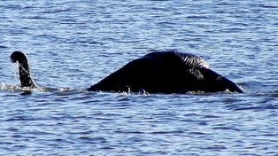 Una nueva hipótesis revela detalles sobre el avistamiento del monstruo del lago Ness