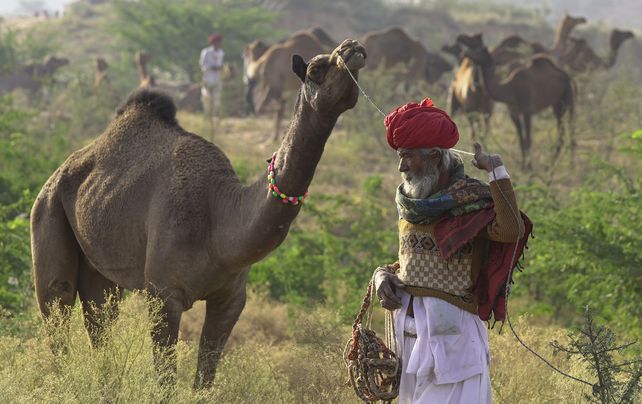 Un pastor camina con su camello en la feria anual de ganado en Pushkar, en el estado occidental indio de Rajasthan, el jueves 11 de noviembre de 2021. Pushkar es un popular lugar de peregrinaje hindú que también es frecuentado por turistas extranjeros que van a la ciudad para su feria anual de ganado.