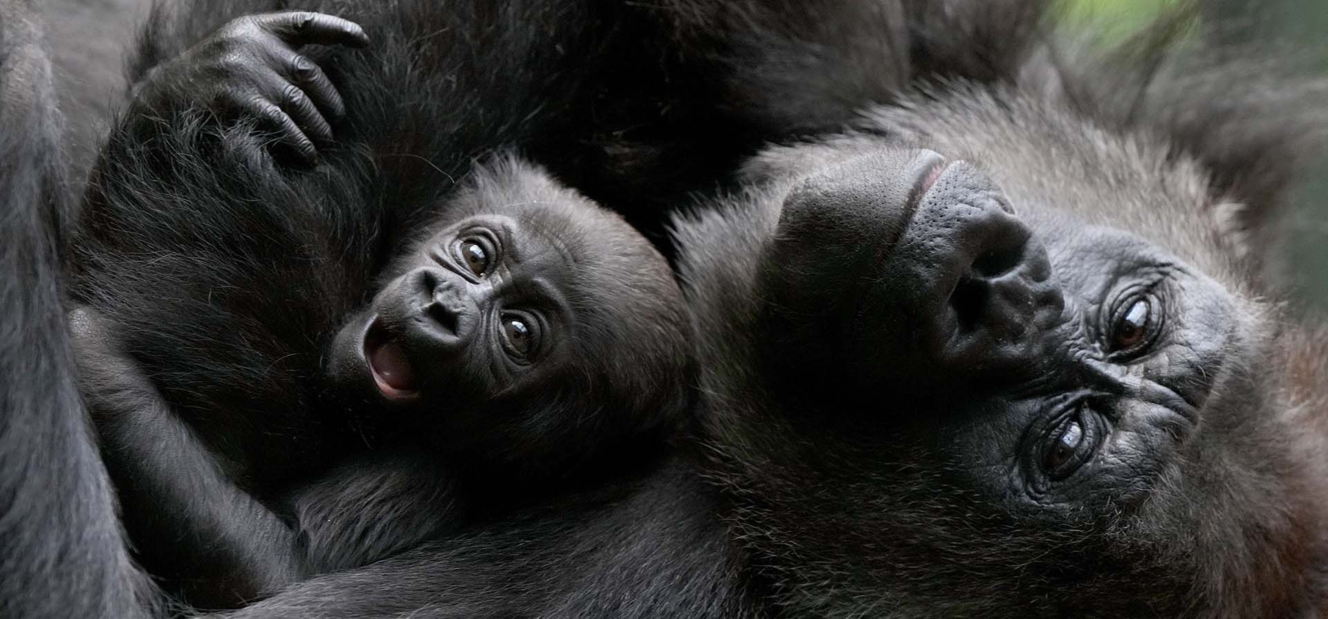 Una madre gorila de las tierras bajas occidentales en peligro crítico de extinción sostiene a su bebé, uno de los dos bebés nacidos en el zoológico en enero y febrero de este año, en el Zoológico de Londres en Londres, el lunes 25 de marzo de 2024. (Foto AP/Kirsty Wigglesworth) Una madre gorila de las tierras bajas occidentales en peligro crítico de extinción sostiene a su bebé, uno de los dos bebés nacidos en el zoológico en enero y febrero de este año, en el Zoológico de Londres en Londres, el lunes 25 de marzo de 2024. (Foto AP/Kirsty Wigglesworth)