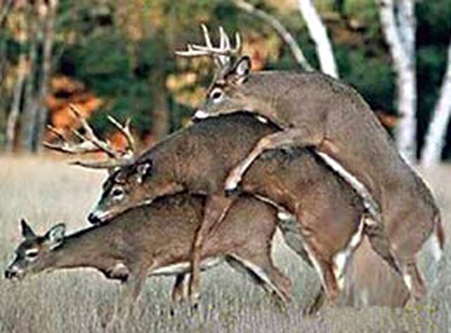 El diez por ciento de los animales es gay