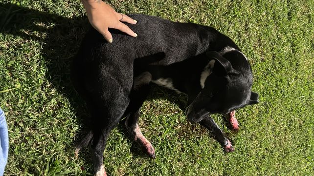 La perra recibió asistencia veterinaria
