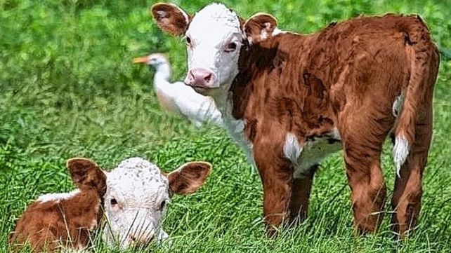 Sequía: la producción de terneros se verá afectada hasta el 2025 en Santa Fe