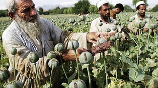 La ONU alerta que el uso de drogas mata a 190 mil personas por año en el mundo