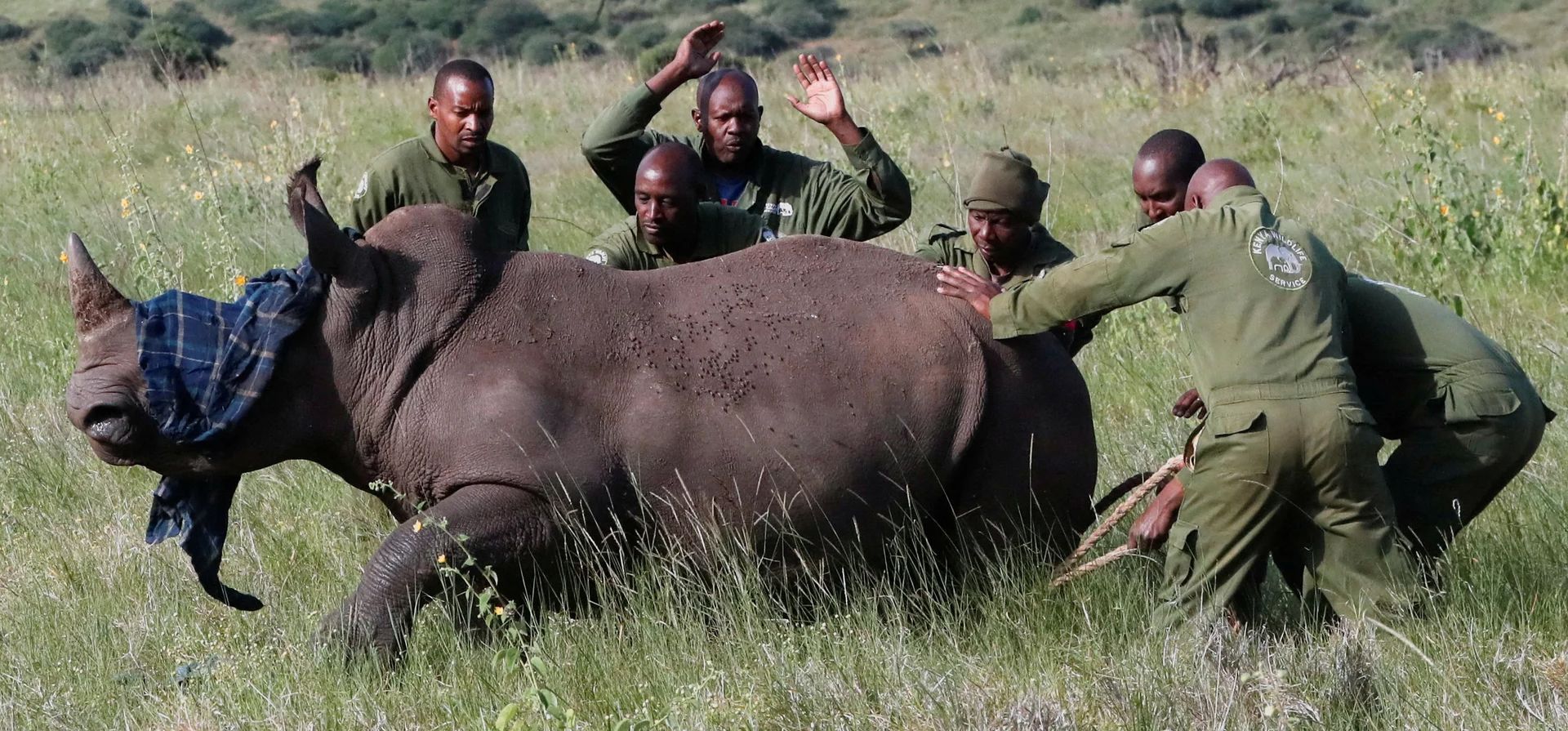 Guardabosques kenianos se preparan para manejar al tranquilizado Quintus, un rinoceronte blanco macho de tres años. El trabajo tiene como objetivo mejorar la identificación individual y el seguimiento a largo plazo de la especie, Lewa Wildlife Conservancy, Kenia. Fotografía: Thomas Mukoya/Reuters Guardabosques kenianos se preparan para manejar al tranquilizado Quintus, un rinoceronte blanco macho de tres años. El trabajo tiene como objetivo mejorar la identificación individual y el seguimiento a largo plazo de la especie, Lewa Wildlife Conservancy, Kenia. Fotografía: Thomas Mukoya/Reuters