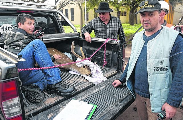 a salvo. Personal de Fauna custodia el animal
