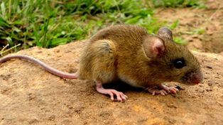 Laboratorios locales trabajan en un suero contra el hantavirus