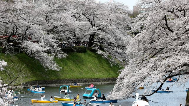 Japón levanta las restricciones Covid a tiempo para disfrutar de la floración de los cerezos