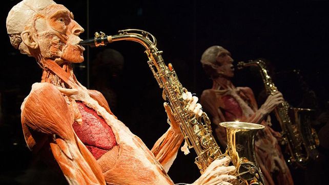 El museo de anatomía Body Worlds en Londres exhibe increíbles figuras