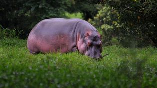 El zoo de Pablo Escobar se convirtió en una amenaza