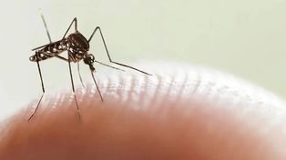 Reconquista, Rosario y Rafaela, las más afectadas por el dengue