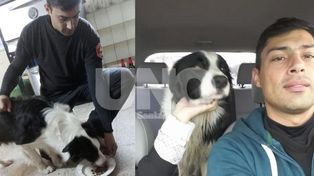 Apareció Teo: el perro que se preparaba para ser rescatista