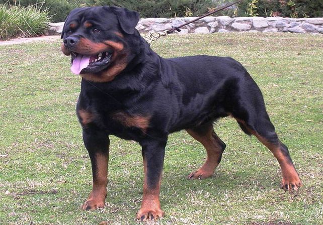 Un perro rottweiler atacó y mató a una beba de dos meses en la zona oeste de Rosario