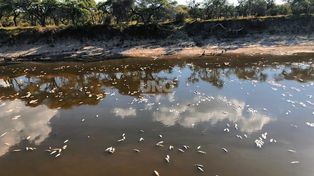 La bajante histórica, el principal motivo de la mortandad de peces