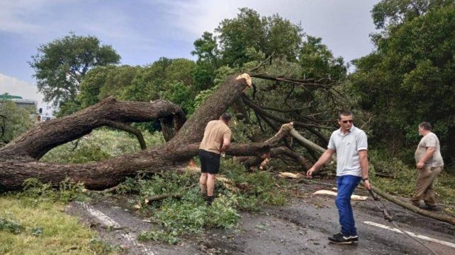 Árbol caído en la ruta 11