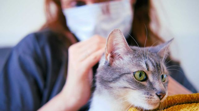 Los estudios científicos consideran poco probable que los animales puedan transmitir el SARS-CoV-2 a los seres humanos.