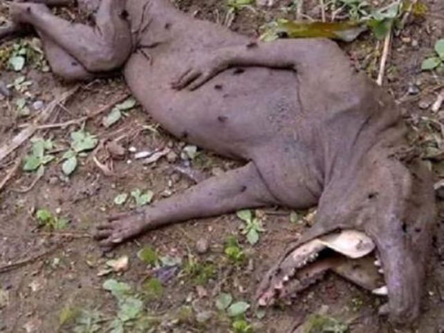 Denunciaron el regreso del chupacabras