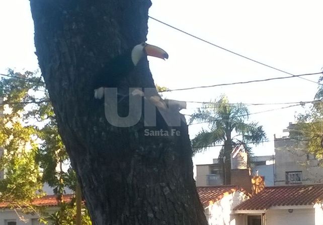 Un tucán en pleno corazón de Bº Guadalupe sorprende y moviliza al vecindario