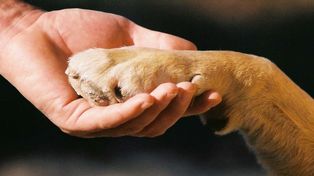 Santa Fe es una ciudad proteccionista del derecho animal